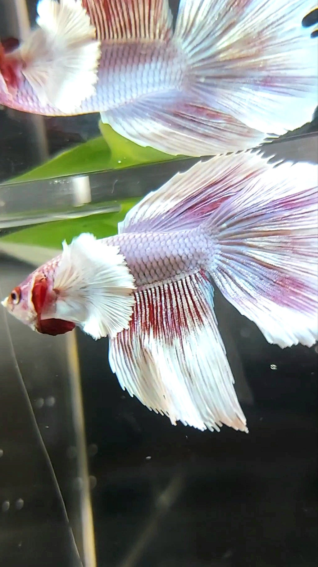 HALFMOON DUMBO EAR PINK LAVENDER BETTA FISH