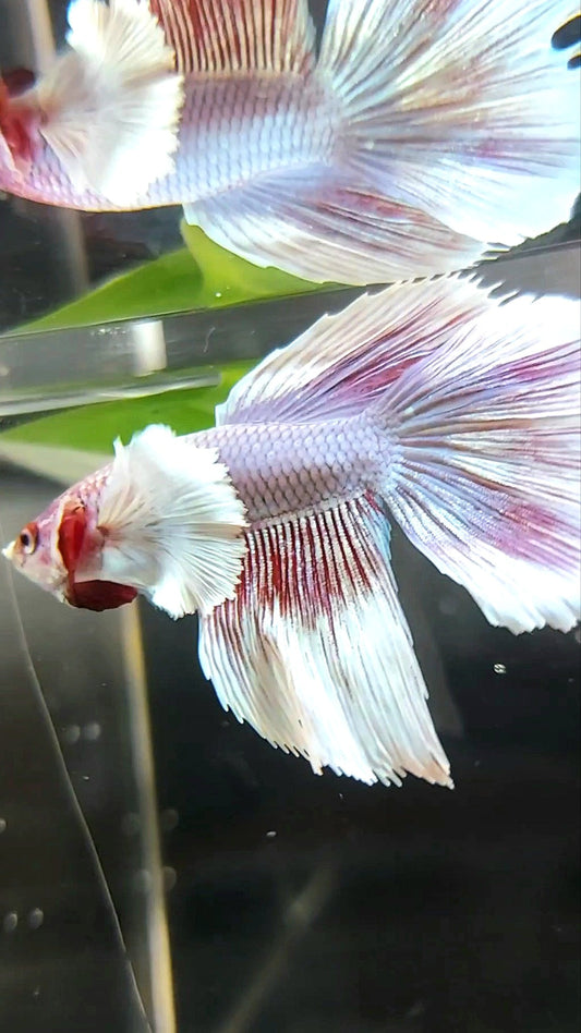 HALFMOON DUMBO EAR PINK LAVENDER BETTA FISH