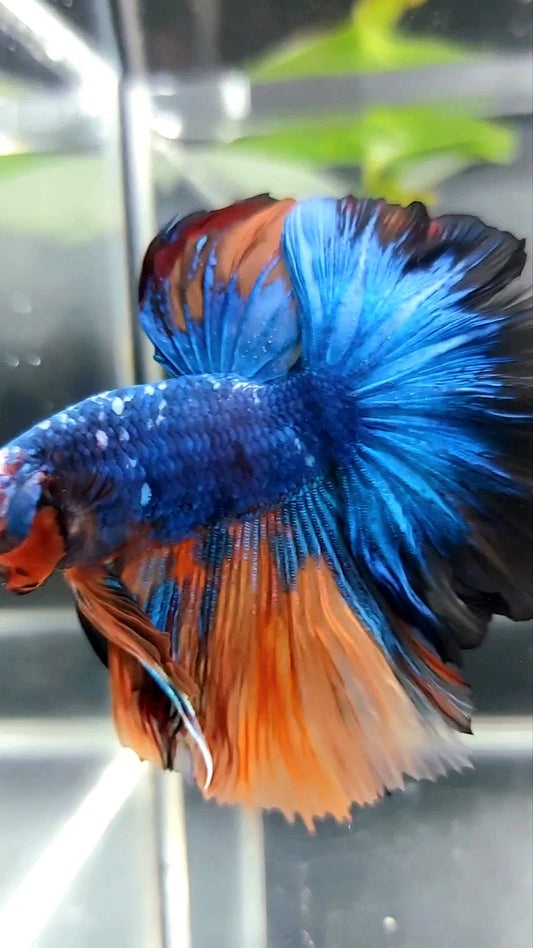 HALFMOON ROSETAIL BLUE FANCY ORANGE MULTICOLOR BETTA FISH