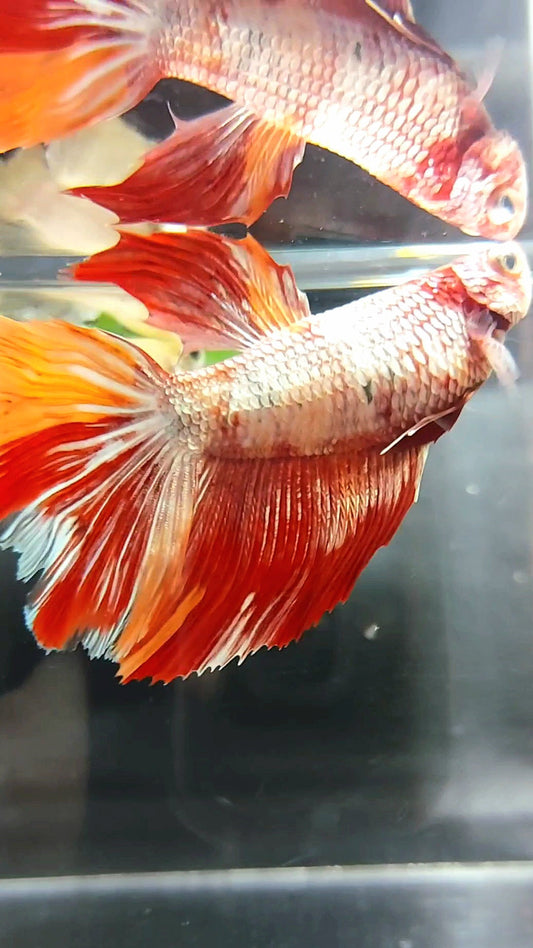 FEMALE GIANT HALFMOON ROSETAIL NEMO COPPER LEOPARD BETTA FISH