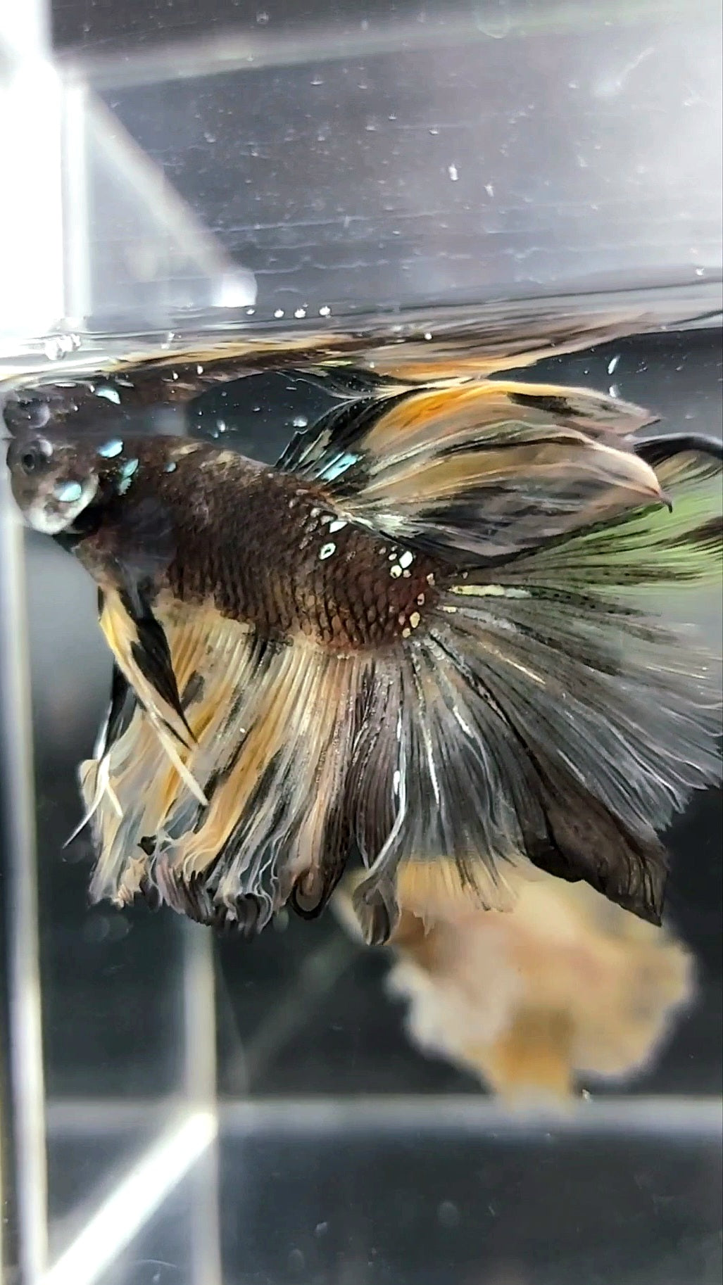 HALFMOON ROSETAIL BLACK KOI COPPER AVATAR YELLOWBETTA FISH
