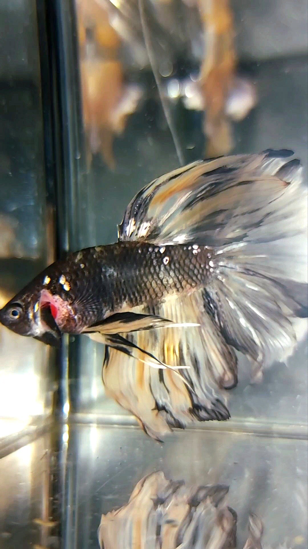 HALFMOON ROSETAIL BLACK KOI COPPER AVATAR YELLOWBETTA FISH