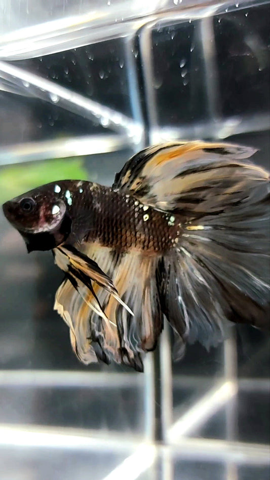 HALFMOON ROSETAIL BLACK KOI COPPER AVATAR YELLOWBETTA FISH