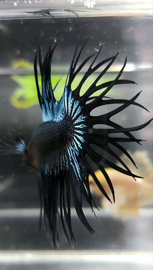KING CROWNTAIL BLACK ORCHID PREMIUM BETTA FISH