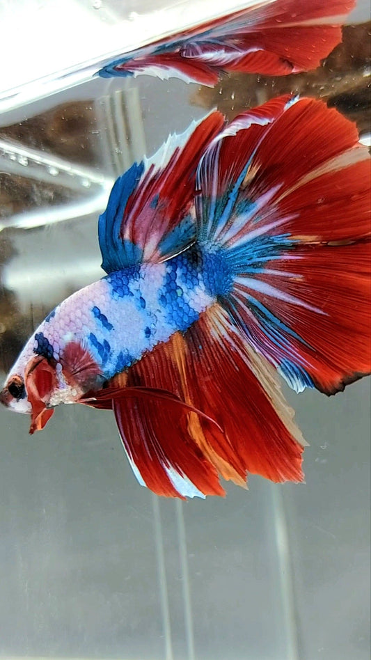 HALFMOON RED FANCY MARBLE MULTICOLOR RARE BETTA FISH