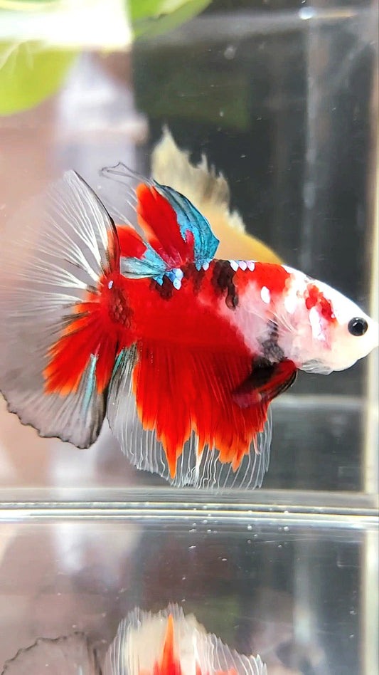 HALFMOON BAREFACE RED KOI GALAXY MULTICOLOR BETTA FISH
