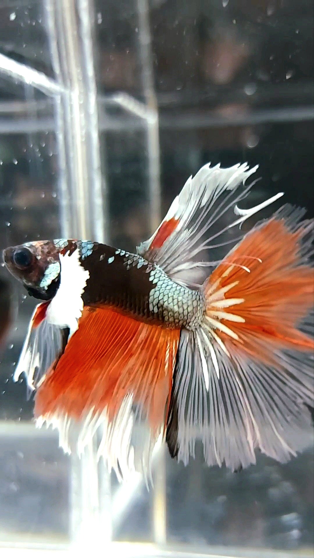 HALFMOON BLACK DUMBO EAR AVATAR COPPER ORANGE PREMIUM BETTA FISH