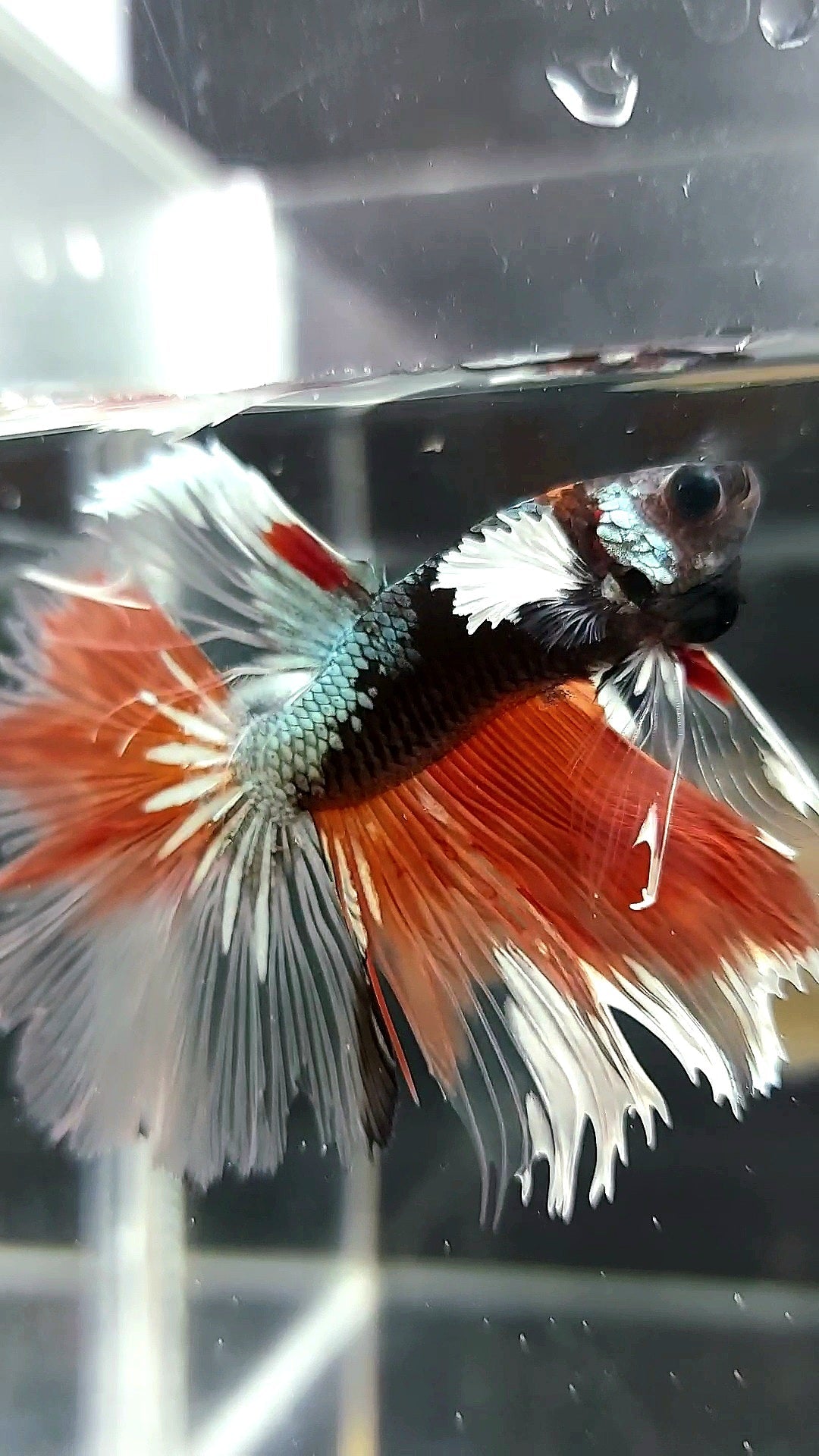 HALFMOON BLACK DUMBO EAR AVATAR COPPER ORANGE PREMIUM BETTA FISH