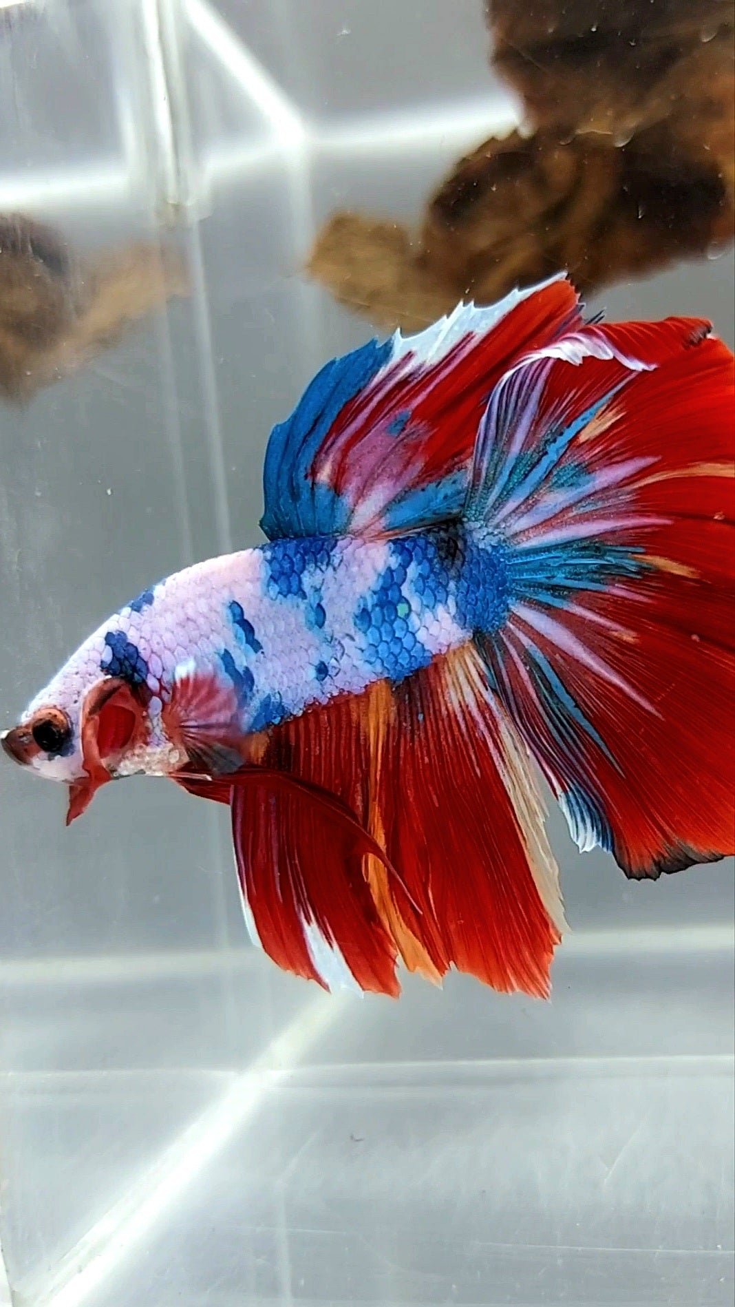 HALFMOON RED FANCY MARBLE MULTICOLOR RARE BETTA FISH