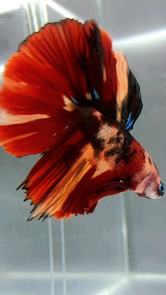 HALFMOON RED NEMO TIGER CLASSIC MULTICOLOR BETTA FISH