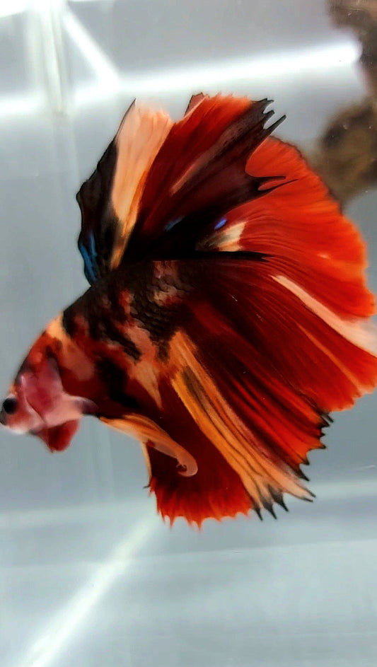 HALFMOON RED NEMO TIGER CLASSIC MULTICOLOR BETTA FISH