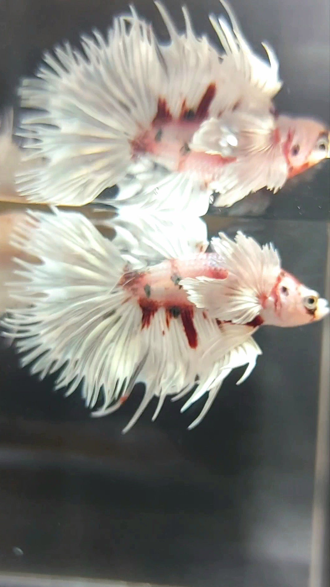 CROWNTAIL SUPER DUMBO EAR WHITE RED COPPER MULTICOLOR BETTA FISH
