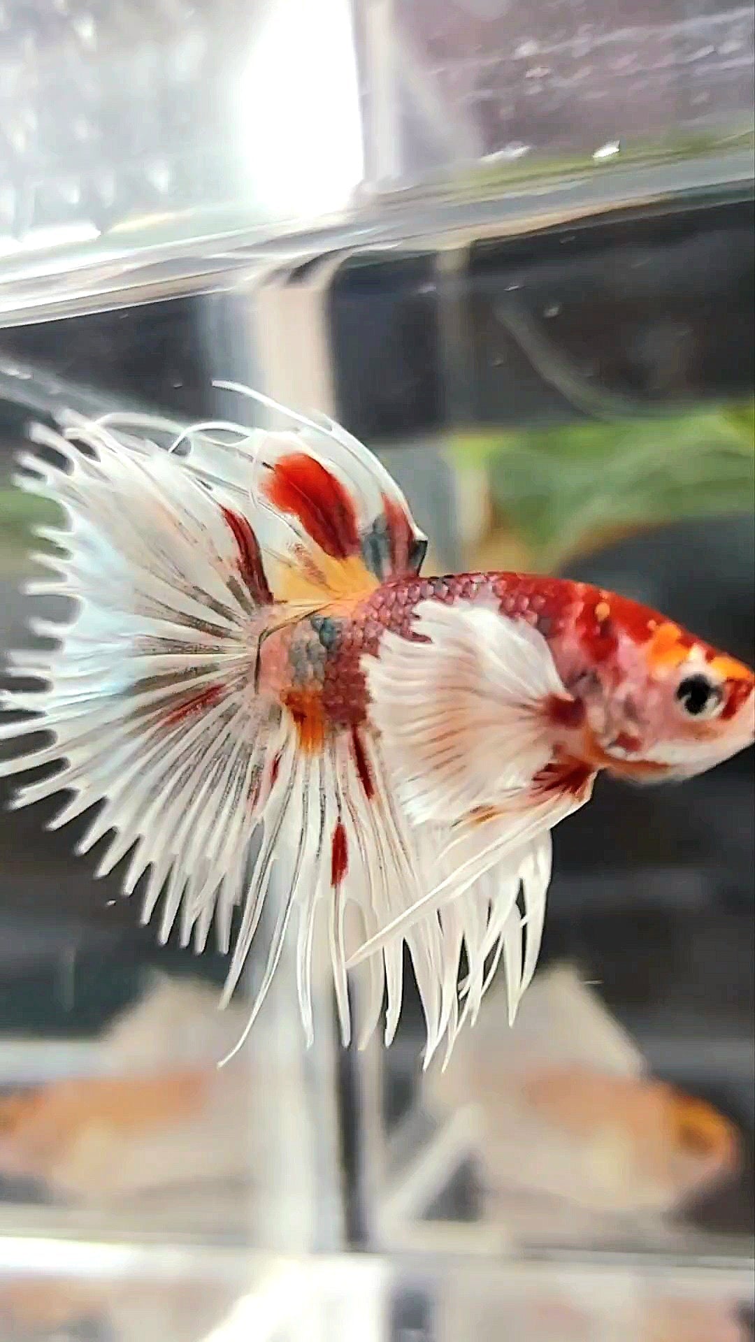 CROWNTAIL SUPER DUMBO EAR ORANGE RED COPPER MULTICOLOR BETTA FISH