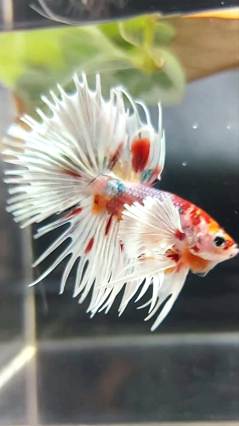 CROWNTAIL SUPER DUMBO EAR ORANGE RED COPPER MULTICOLOR BETTA FISH