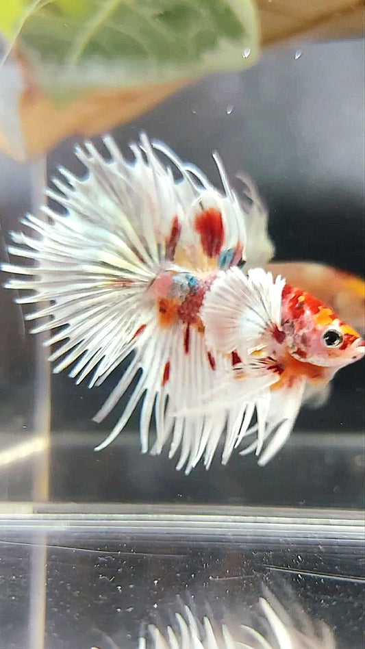 CROWNTAIL SUPER DUMBO EAR ORANGE RED COPPER MULTICOLOR BETTA FISH