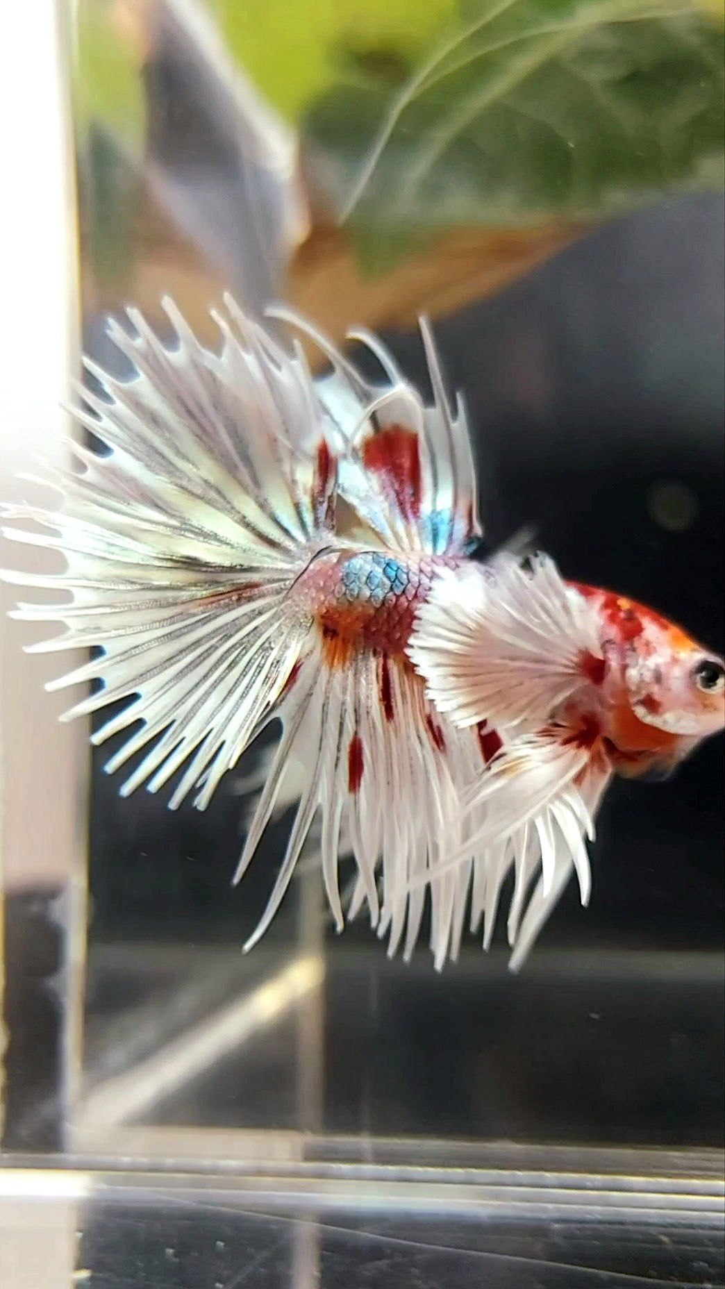 CROWNTAIL SUPER DUMBO EAR ORANGE RED COPPER MULTICOLOR BETTA FISH