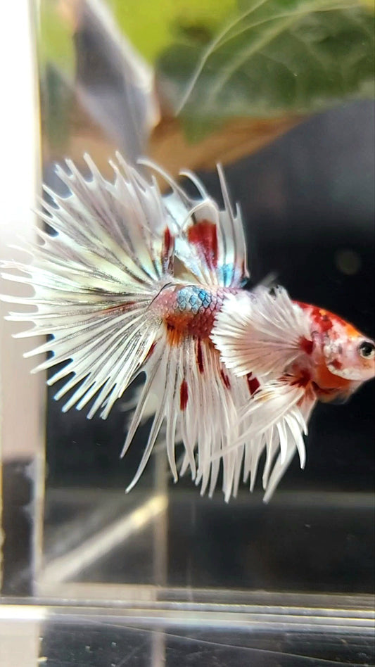 CROWNTAIL SUPER DUMBO EAR ORANGE RED COPPER MULTICOLOR BETTA FISH