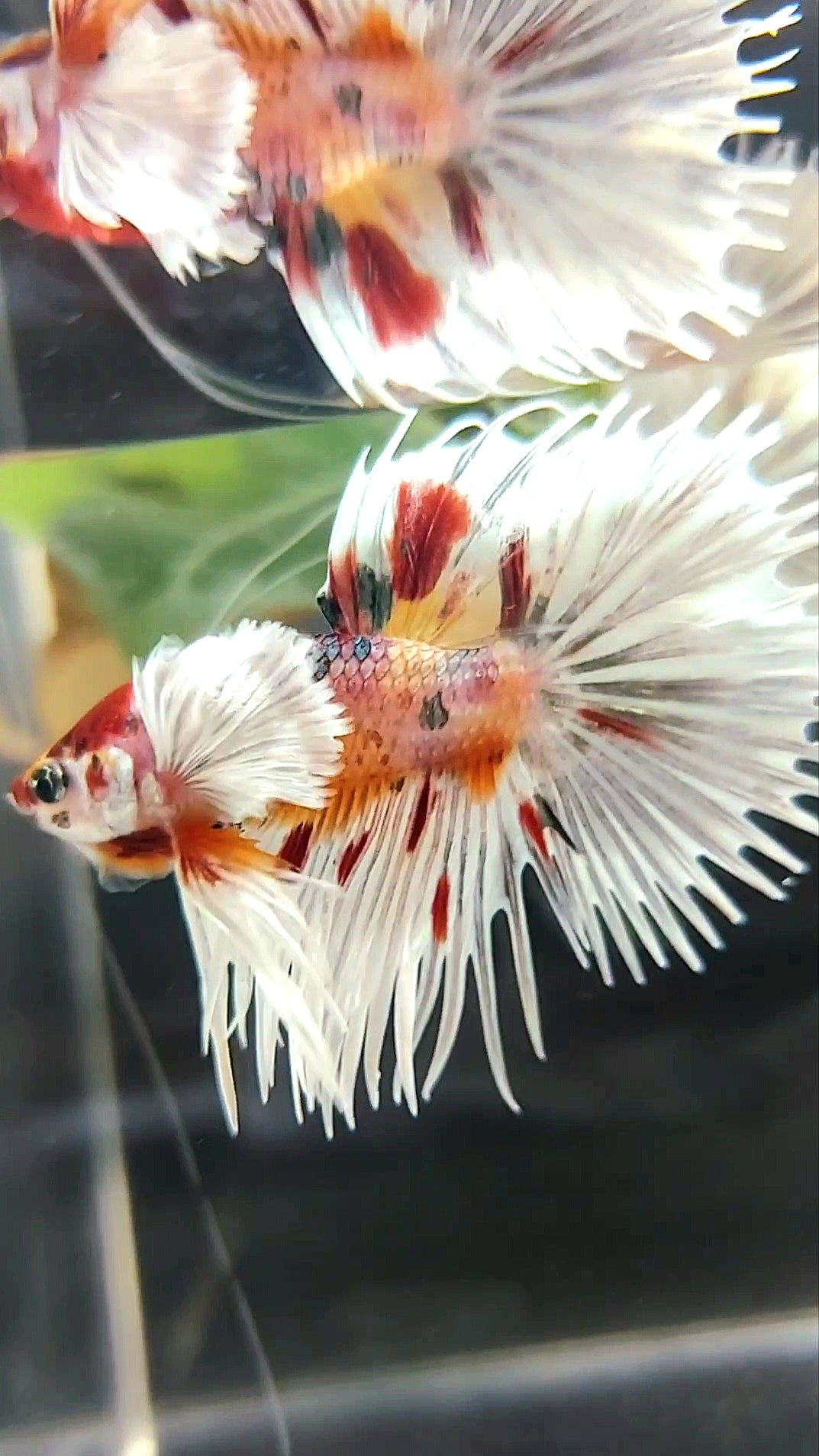 CROWNTAIL SUPER DUMBO EAR ORANGE RED COPPER MULTICOLOR BETTA FISH