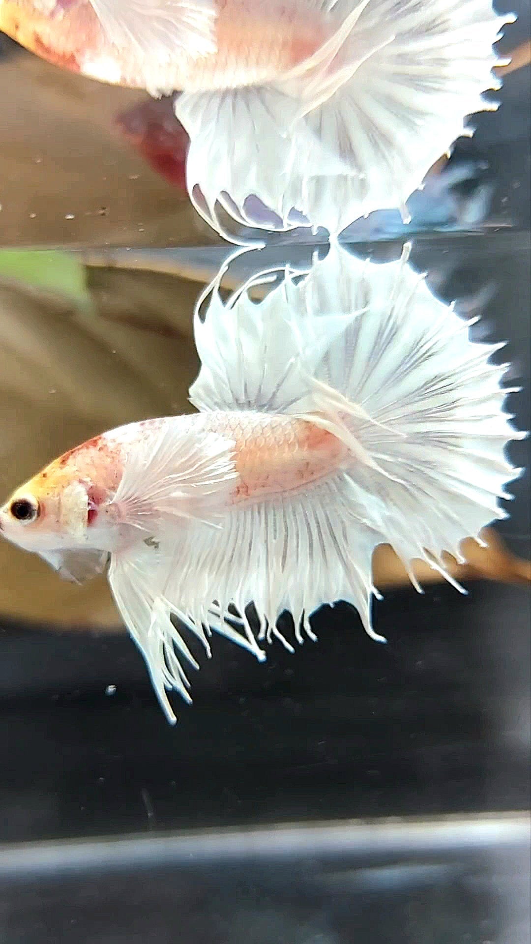 CROWNTAIL DUMBO EAR WHITE YELLOW HEAD BETTA FISH