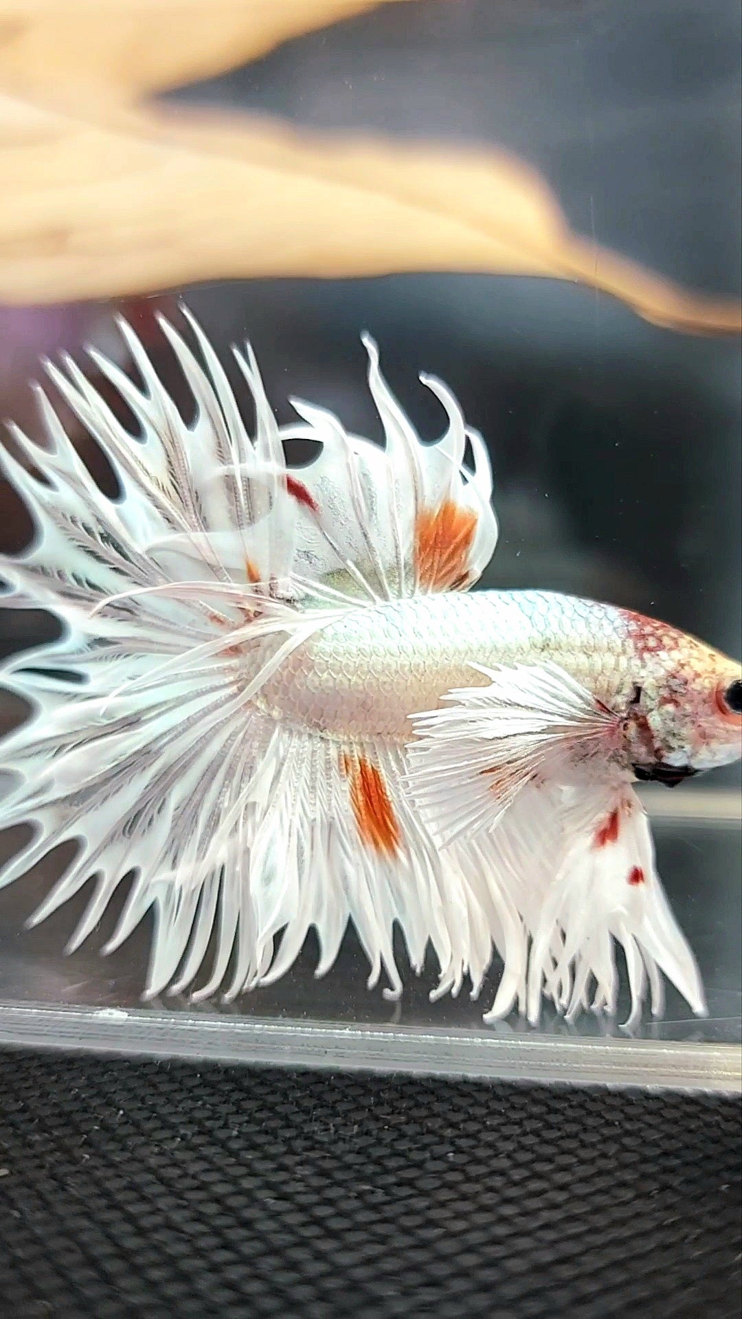 KING CROWNTAIL SUPER DUMBO EAR WHITE ORANGE WASH COPPER PREMIUM BETTA FISH