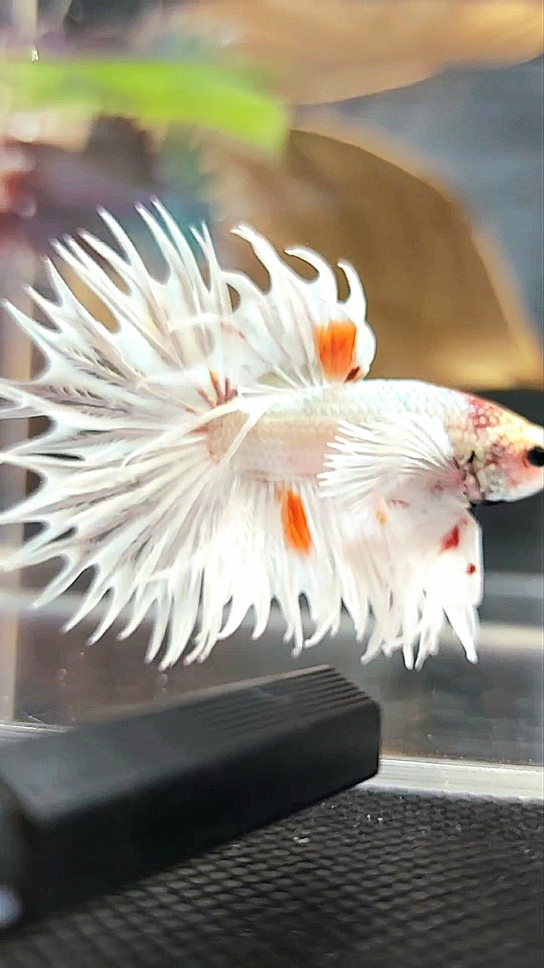 KING CROWNTAIL SUPER DUMBO EAR WHITE ORANGE WASH COPPER PREMIUM BETTA FISH