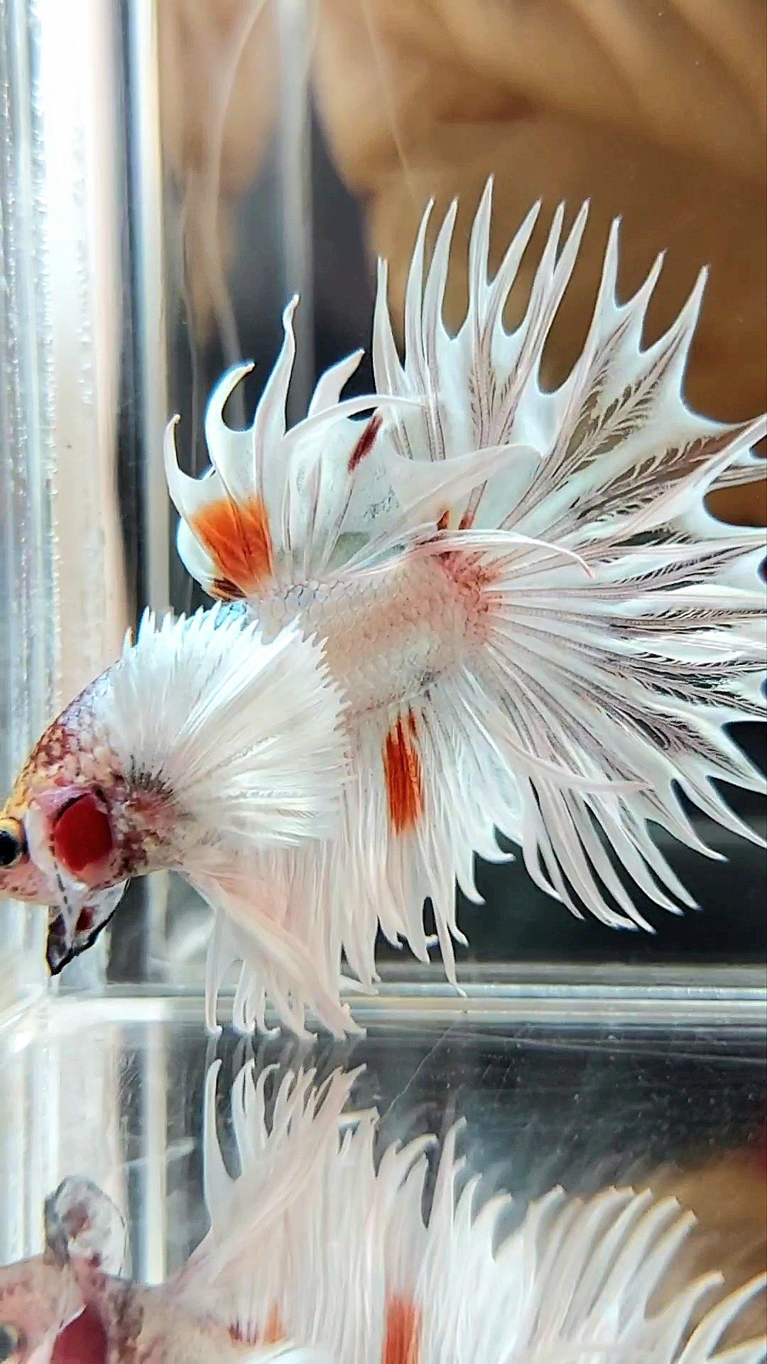 KING CROWNTAIL SUPER DUMBO EAR WHITE ORANGE WASH COPPER PREMIUM BETTA FISH