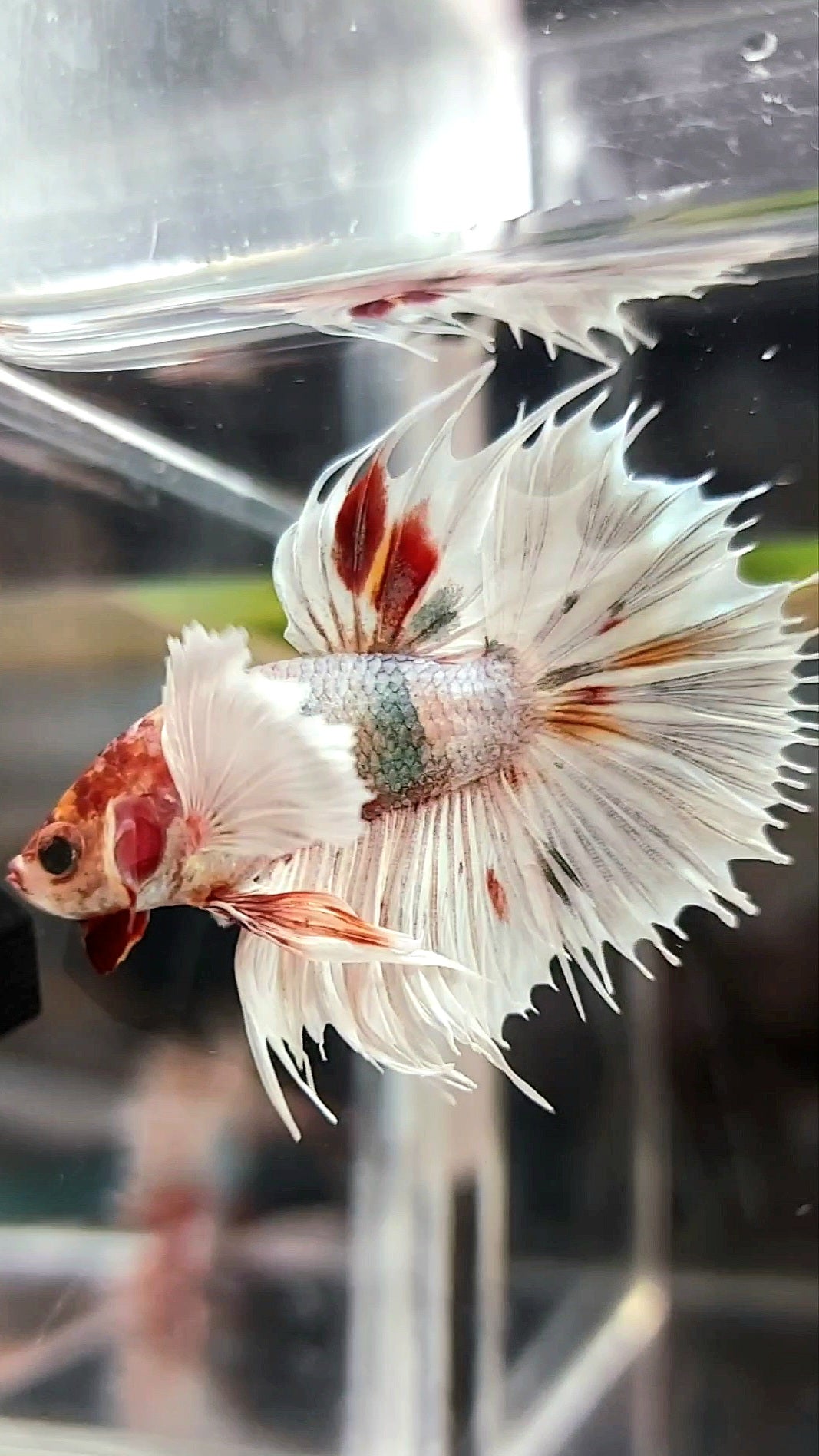 CROWNTAIL DUMBO EAR WHITE COPPER MULTICOLOR BETTA FISH