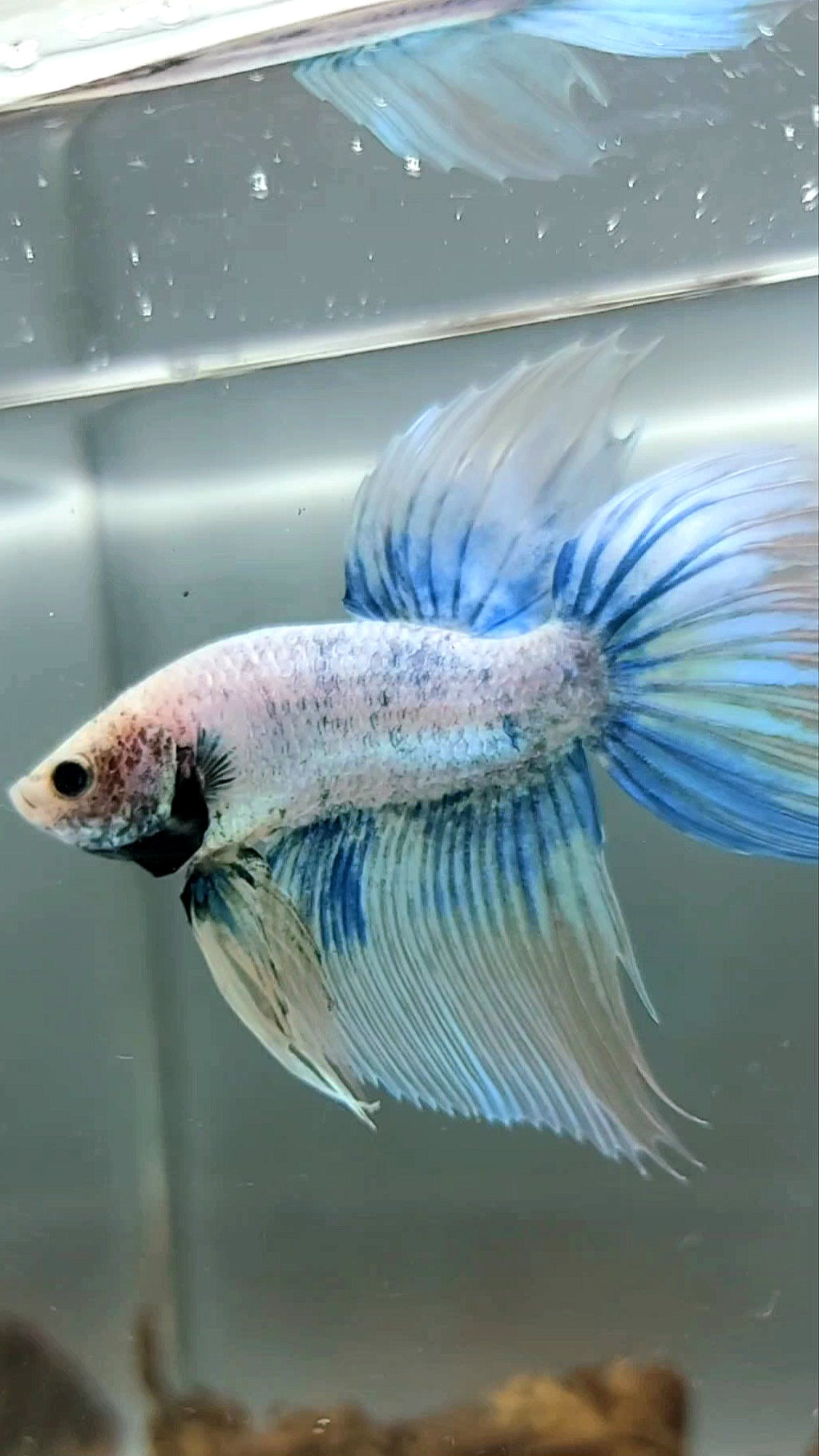 VEILTAIL BLUE GRIZZLE BETTA FISH