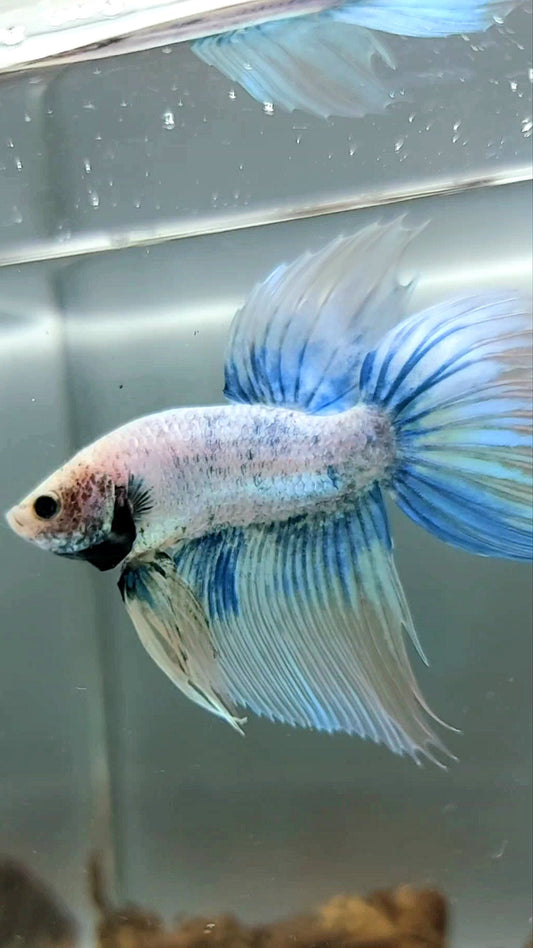 VEILTAIL BLUE GRIZZLE BETTA FISH