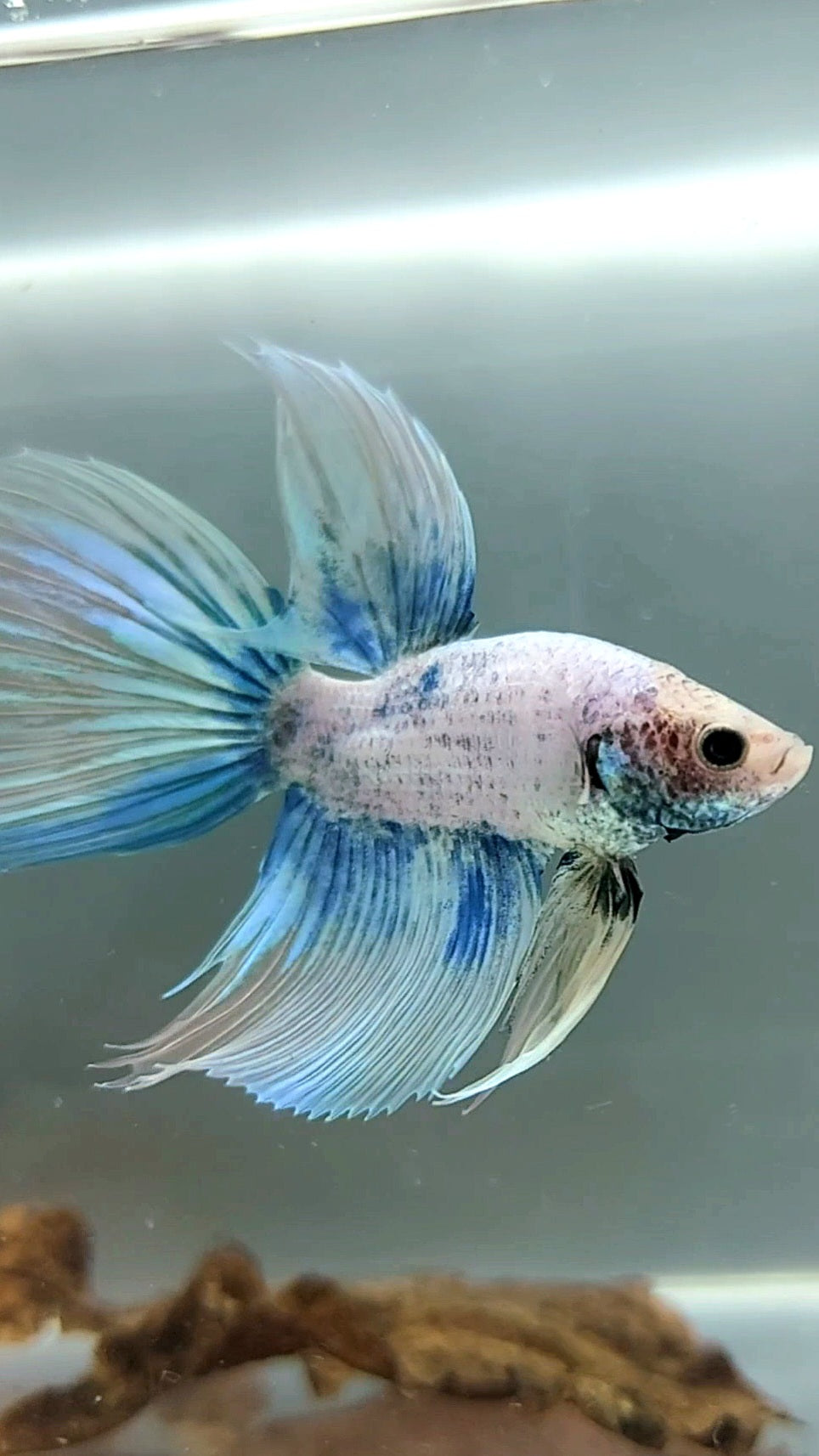 VEILTAIL BLUE GRIZZLE BETTA FISH