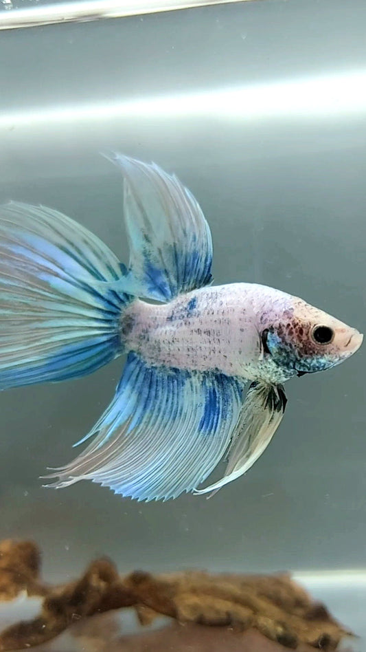 VEILTAIL BLUE GRIZZLE BETTA FISH