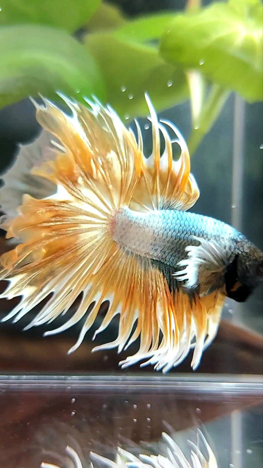 CROWNTAIL DUMBO EAR SUPER GOLDEN COPPER WASH PREMIUM BETTA FISH