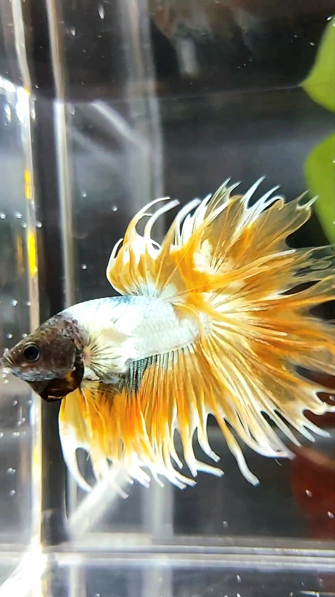 CROWNTAIL DUMBO EAR SUPER GOLDEN COPPER WASH PREMIUM BETTA FISH