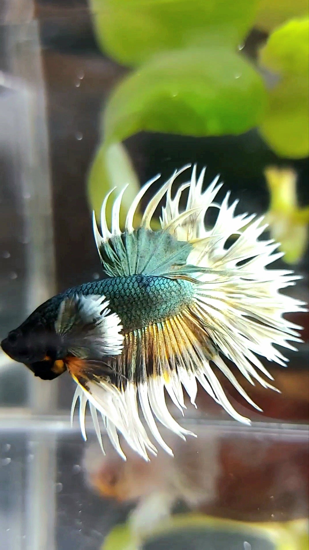 CROWNTAIL DUMBO COLORED EAR COPPER ARMY YELLOW WASH BETTA FISH