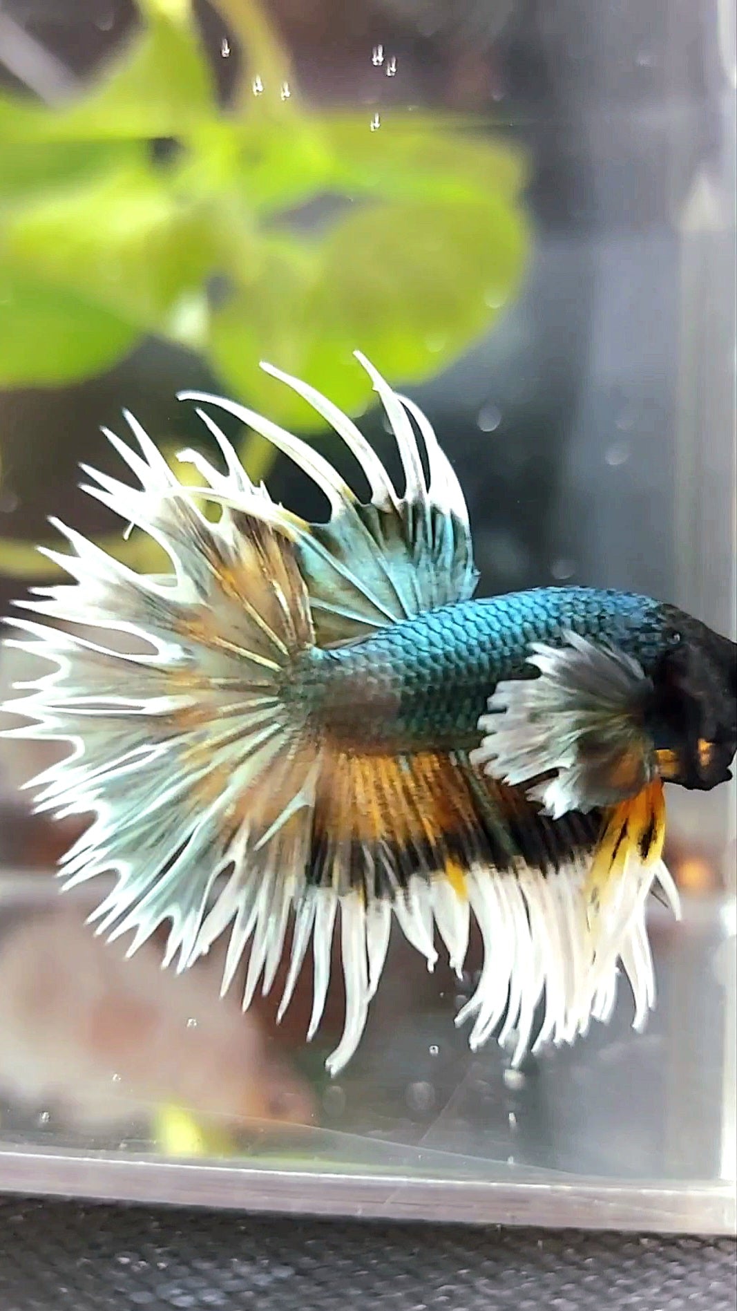 CROWNTAIL DUMBO COLORED EAR COPPER ARMY YELLOW WASH BETTA FISH
