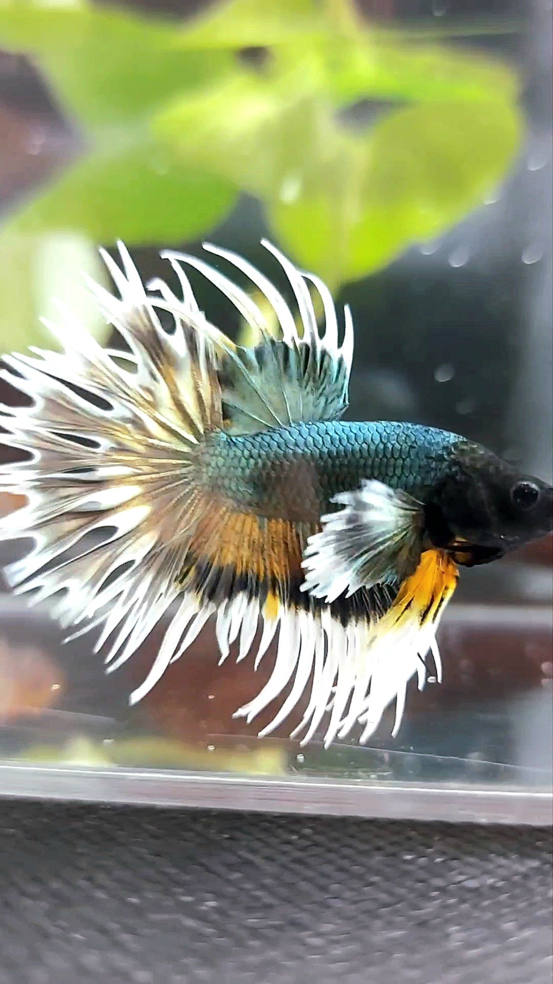 CROWNTAIL DUMBO COLORED EAR COPPER ARMY YELLOW WASH BETTA FISH