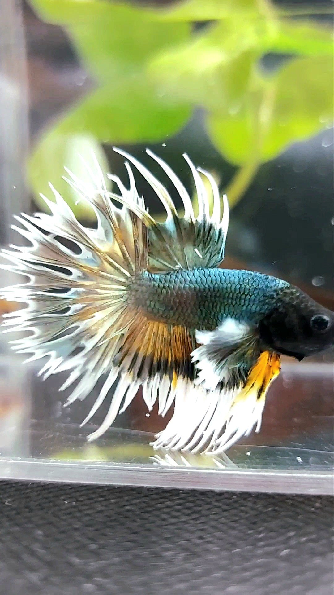 CROWNTAIL DUMBO COLORED EAR COPPER ARMY YELLOW WASH BETTA FISH
