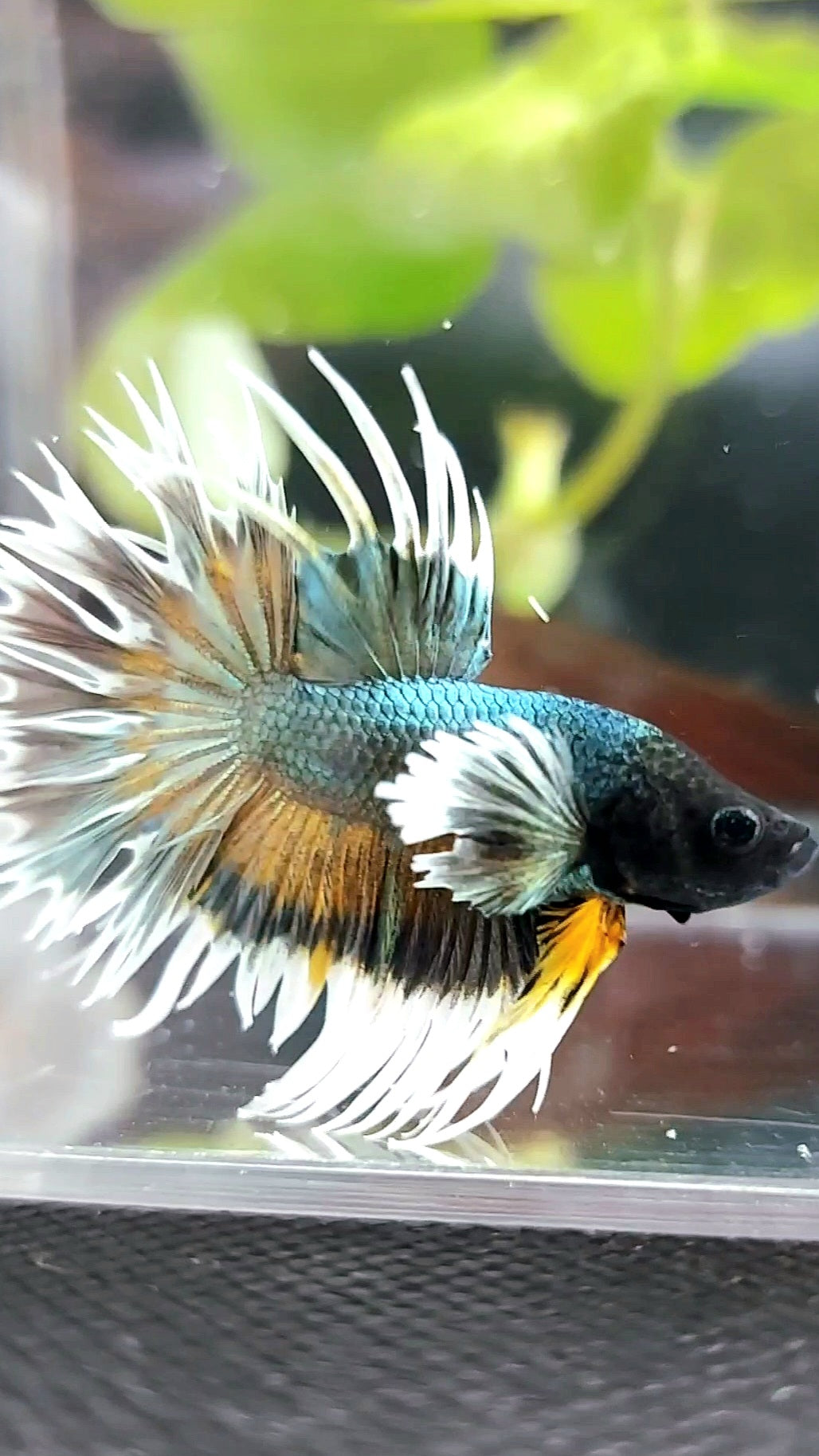 CROWNTAIL DUMBO COLORED EAR COPPER ARMY YELLOW WASH BETTA FISH