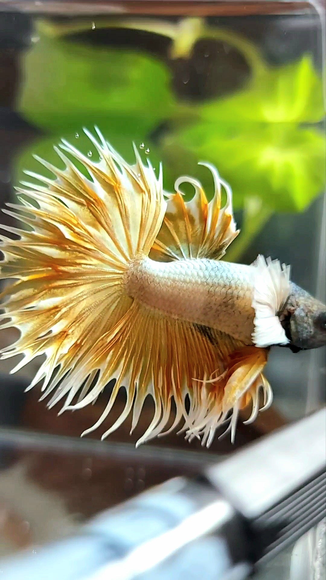 CROWNTAIL DUMBO EAR SUPER GOLD PREMIUM BETTA FISH