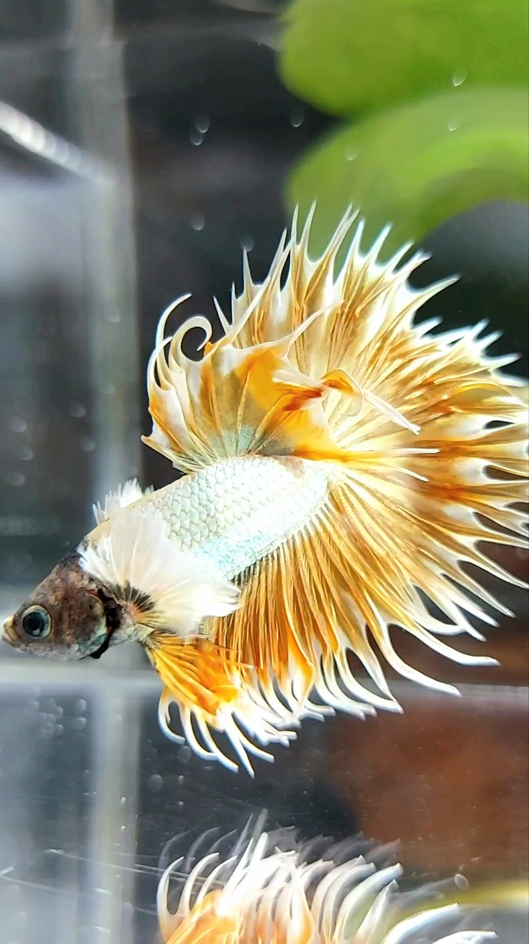 CROWNTAIL DUMBO EAR SUPER GOLD PREMIUM BETTA FISH