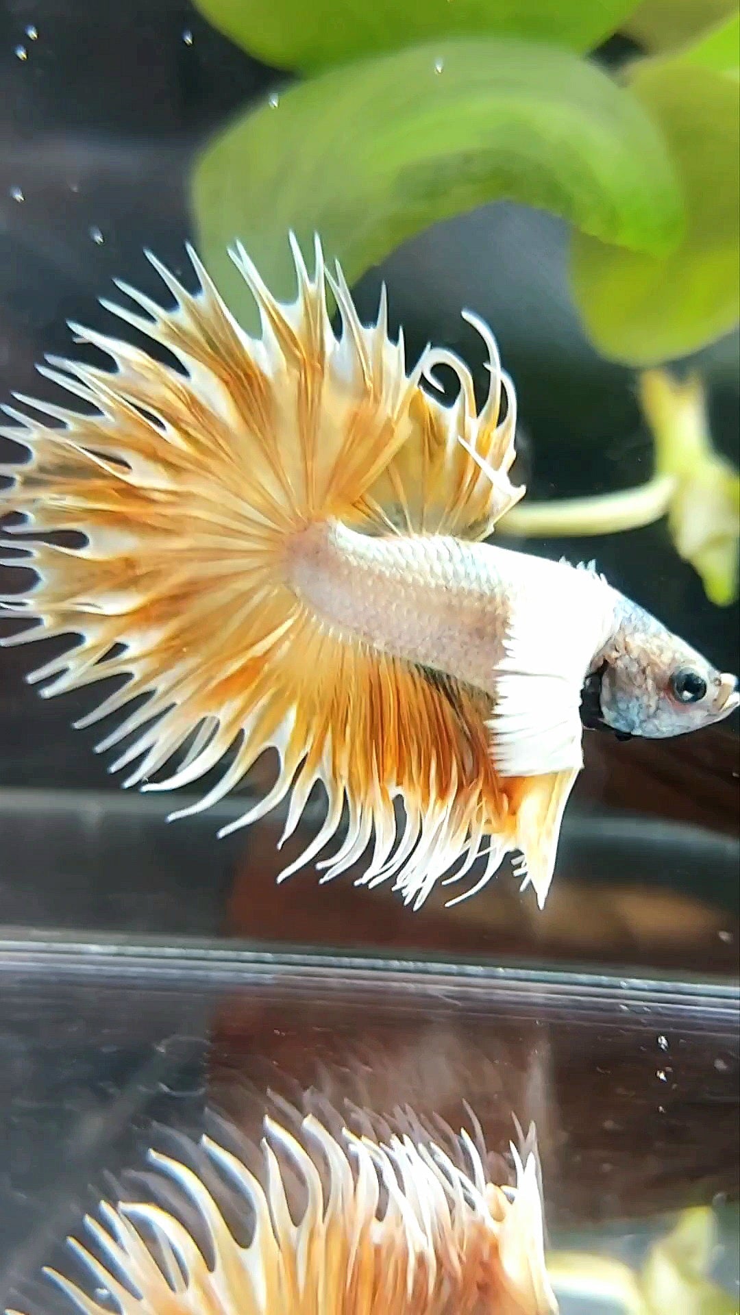 CROWNTAIL DUMBO EAR SUPER GOLD PREMIUM BETTA FISH