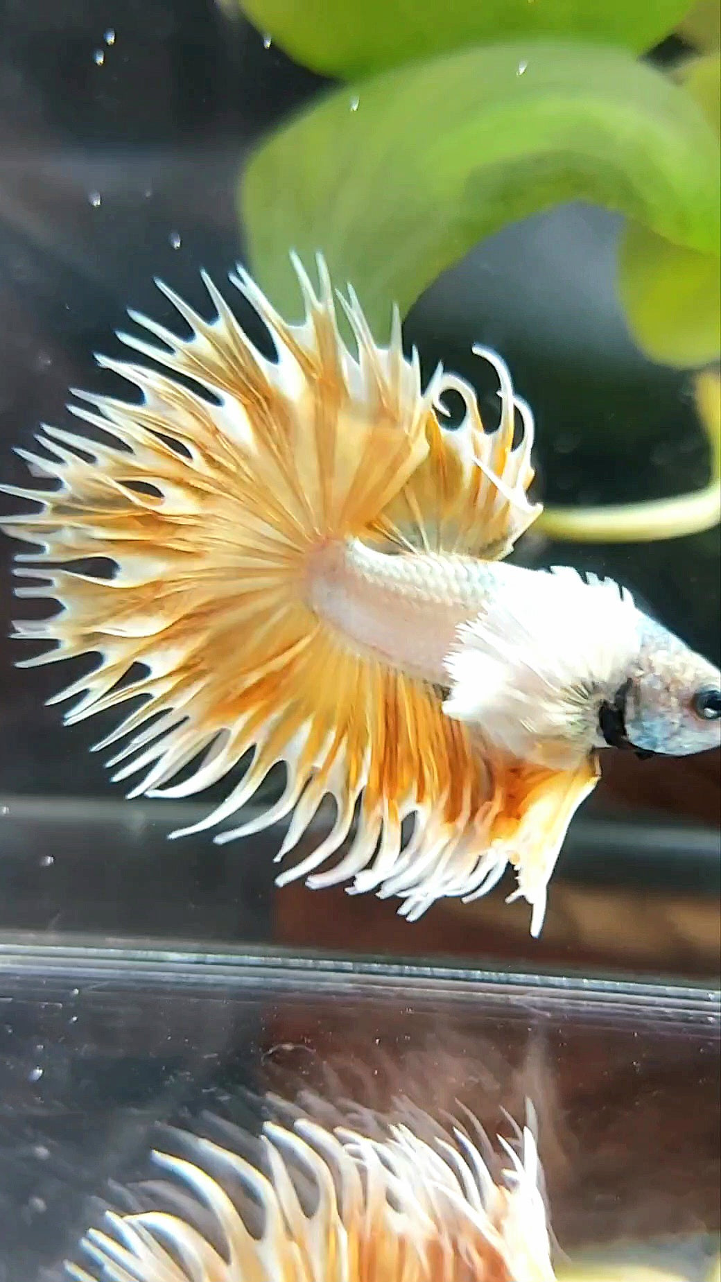 CROWNTAIL DUMBO EAR SUPER GOLD PREMIUM BETTA FISH