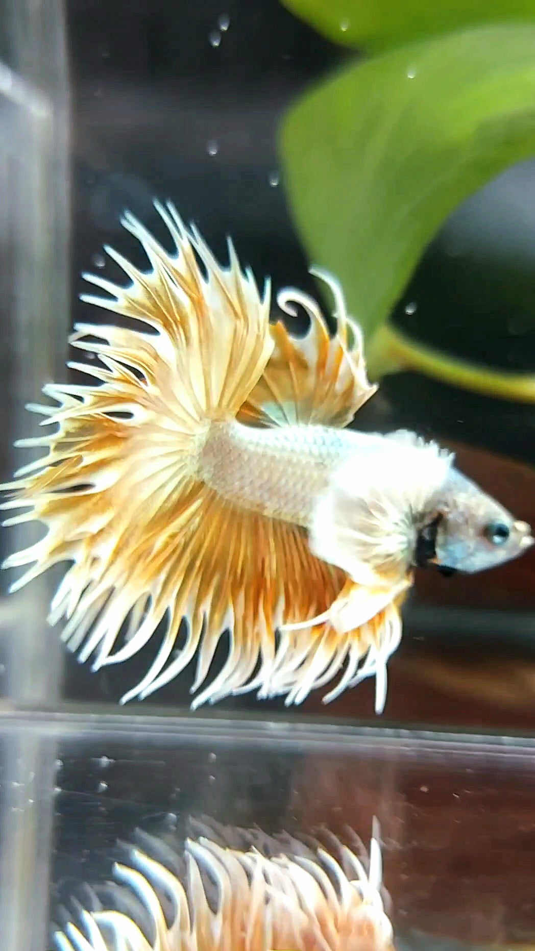 CROWNTAIL DUMBO EAR SUPER GOLD PREMIUM BETTA FISH