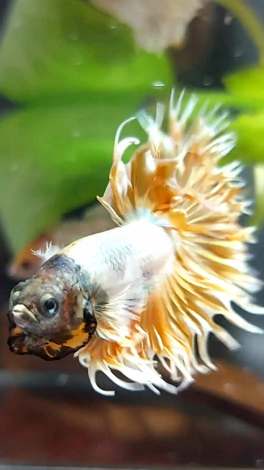 CROWNTAIL DUMBO EAR SUPER GOLD PREMIUM BETTA FISH
