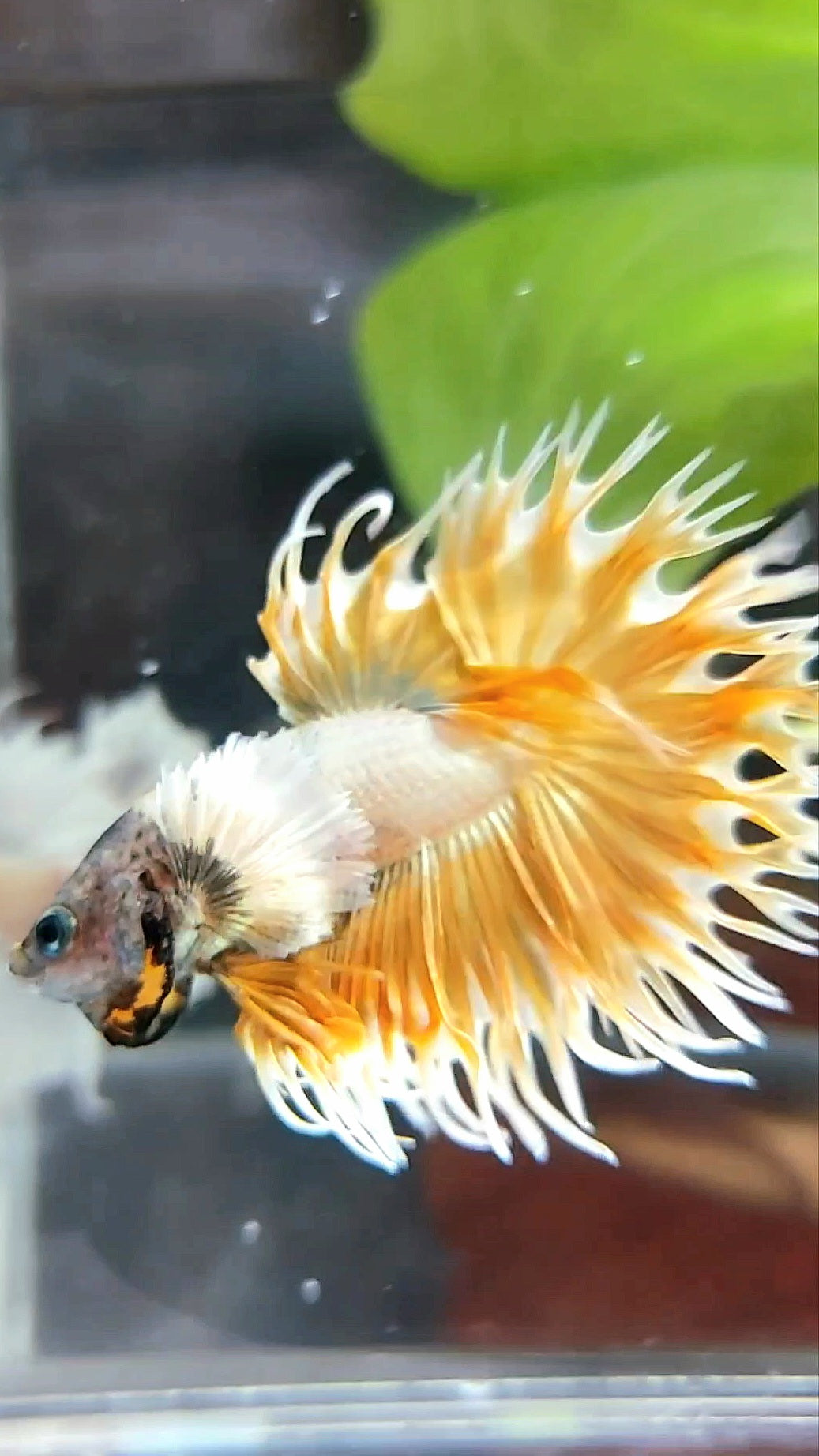 CROWNTAIL DUMBO EAR SUPER GOLD PREMIUM BETTA FISH