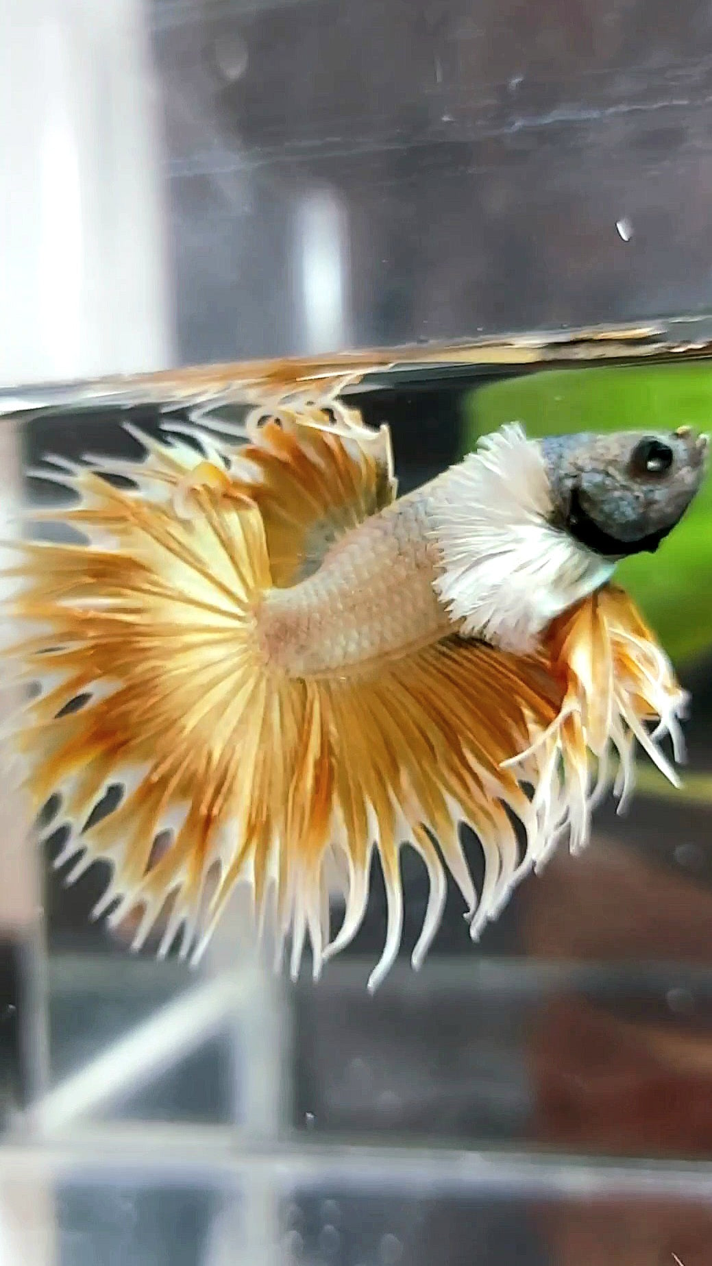 CROWNTAIL DUMBO EAR SUPER GOLD PREMIUM BETTA FISH