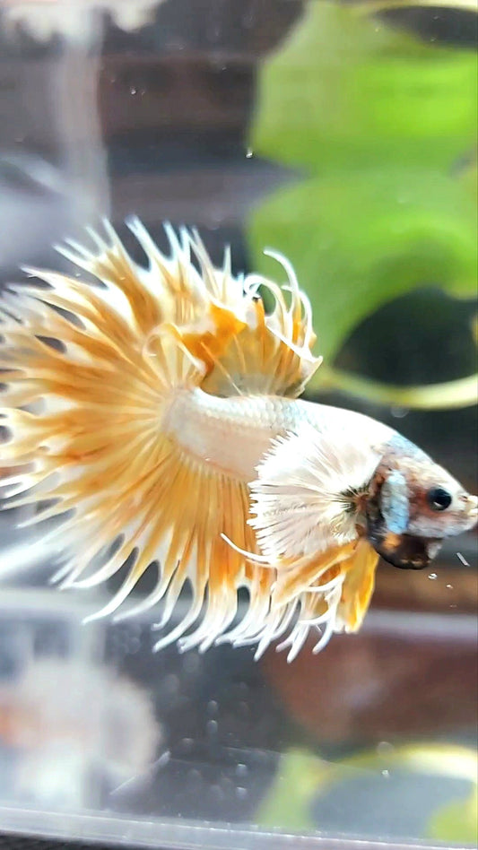 CROWNTAIL DUMBO EAR SUPER GOLD PREMIUM BETTA FISH
