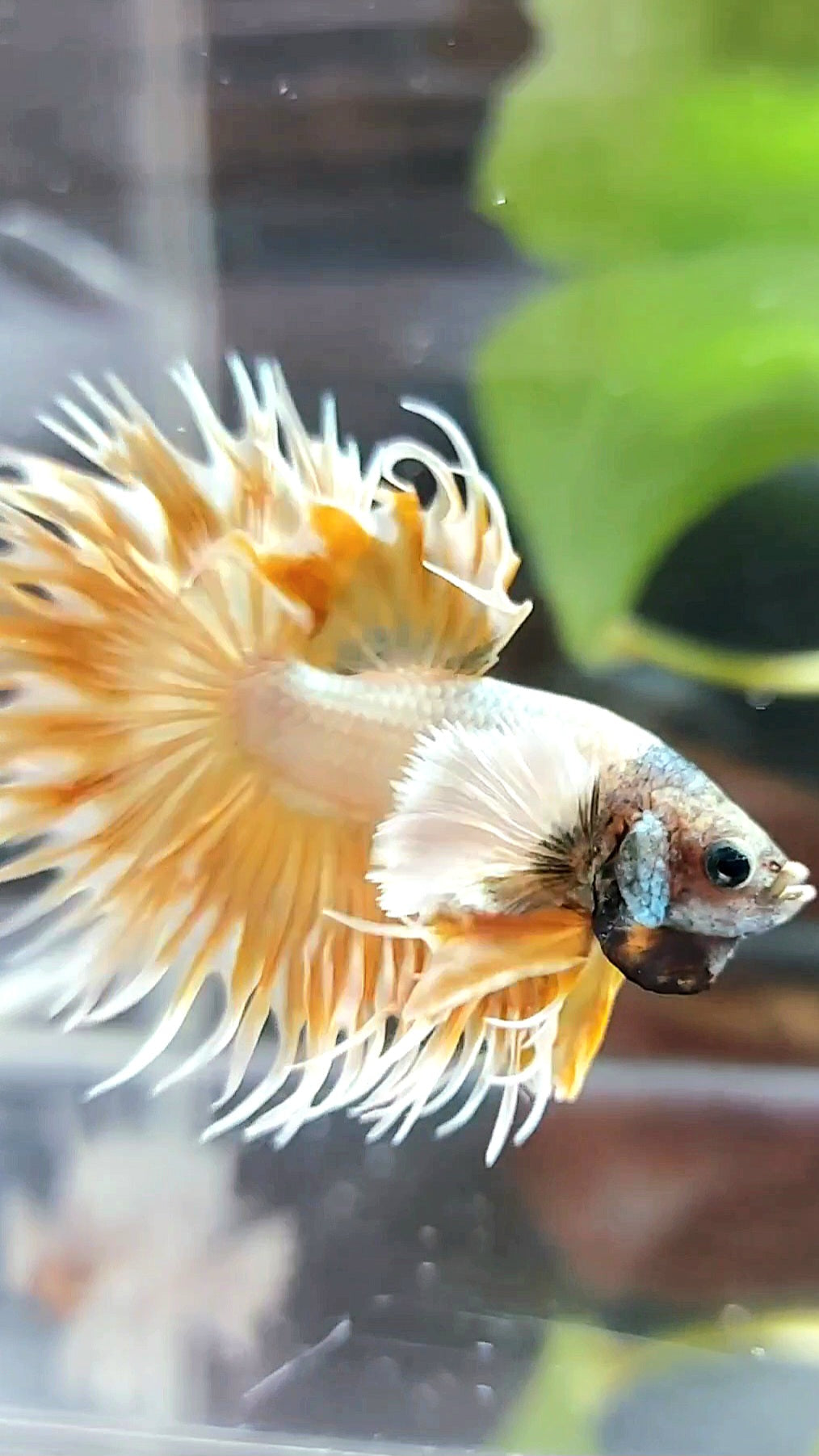 CROWNTAIL DUMBO EAR SUPER GOLD PREMIUM BETTA FISH