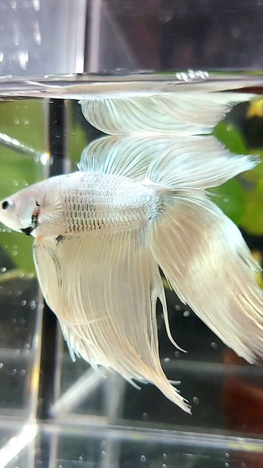 XL VEILTAIL DOUBLE TAIL SOFT GOLD RARE BETTA FISH