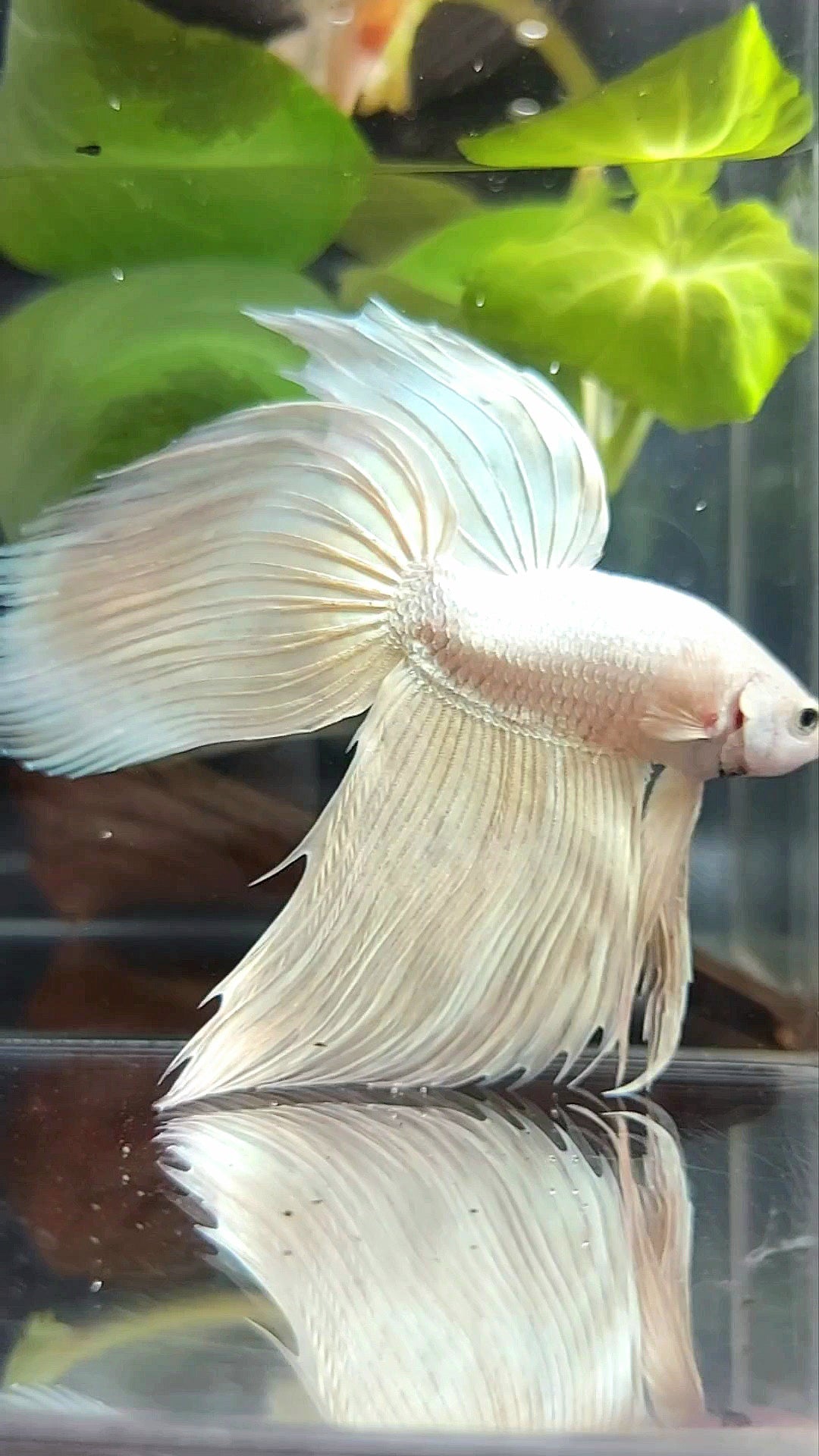 GIANT VEILTAIL TOTAL 9CM+ SOFTGOLD SOLID PREMIUM BETTA FISH
